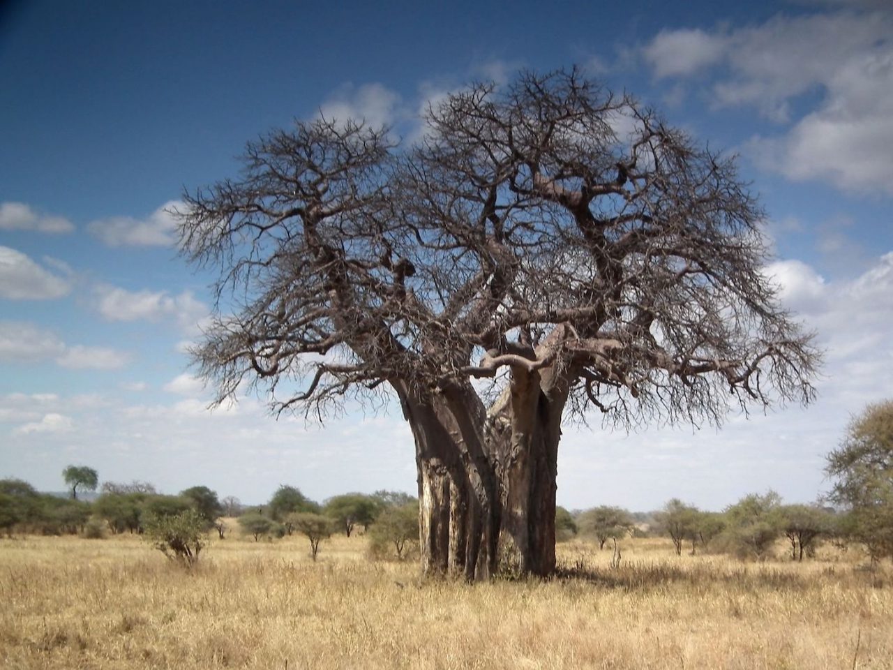 Photo: Baobab tree (Adansonia digitata), Northern Tanzania. © 2010 Nevit Dilmen. CC-BY-SA-3 via Wikimedia Commons.